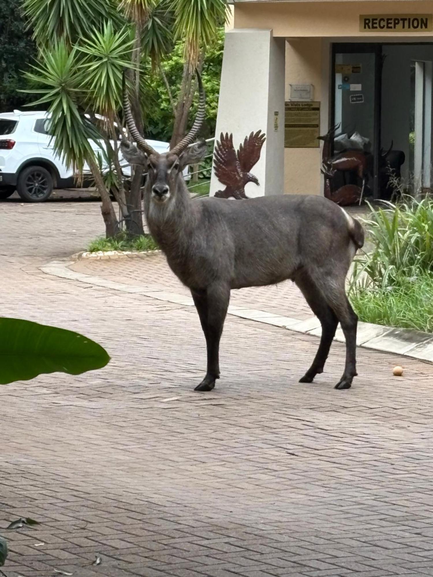 Rio Vista Lodge Malalane Dış mekan fotoğraf